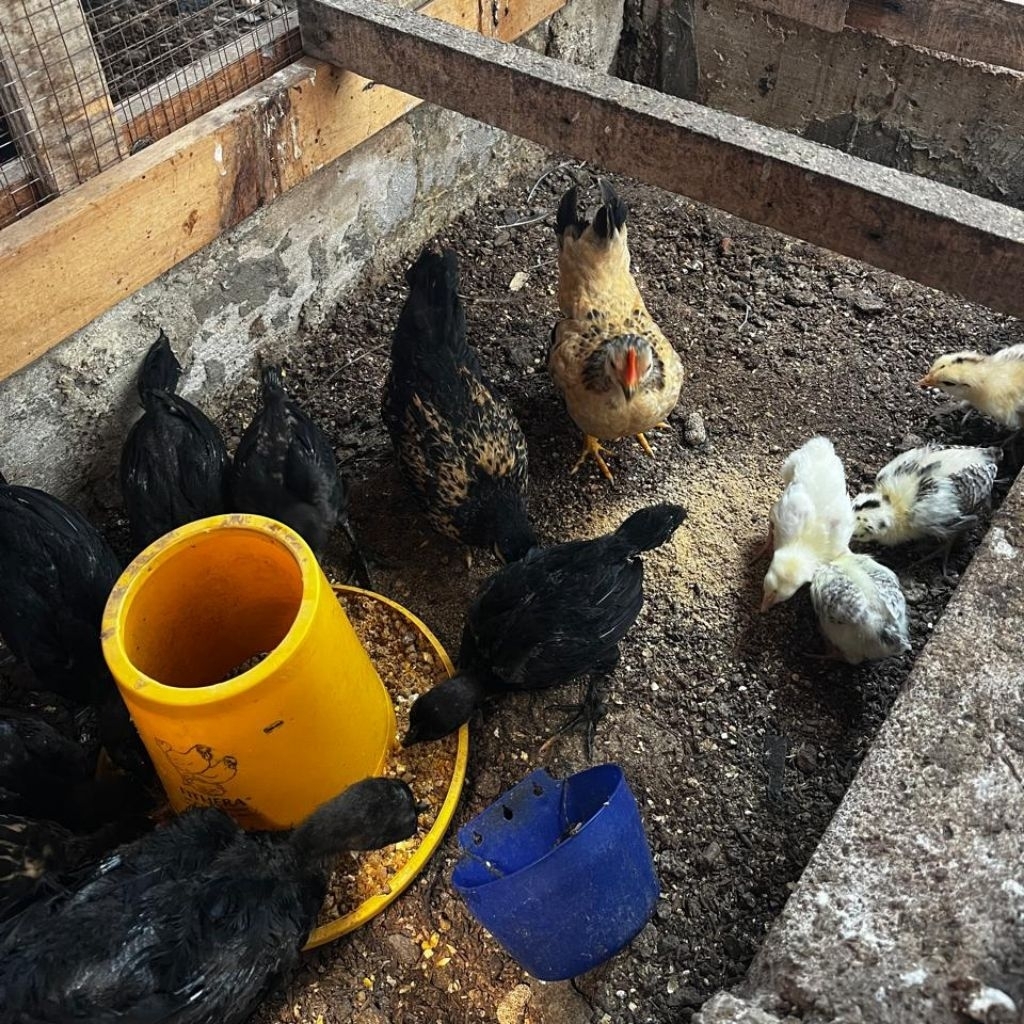 MOMMERESELLER - Ayam hias anakan / Ayam anakan / Ayam kate / Ayam kapas murah