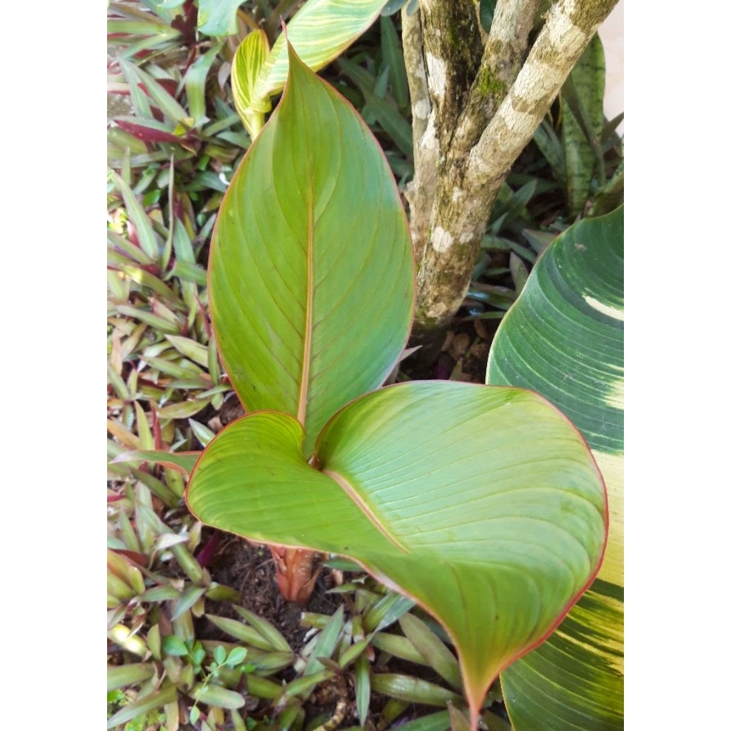 (Ukuran Kecil) Heliconia Indica Striata Pink/Pisang-Pisangan