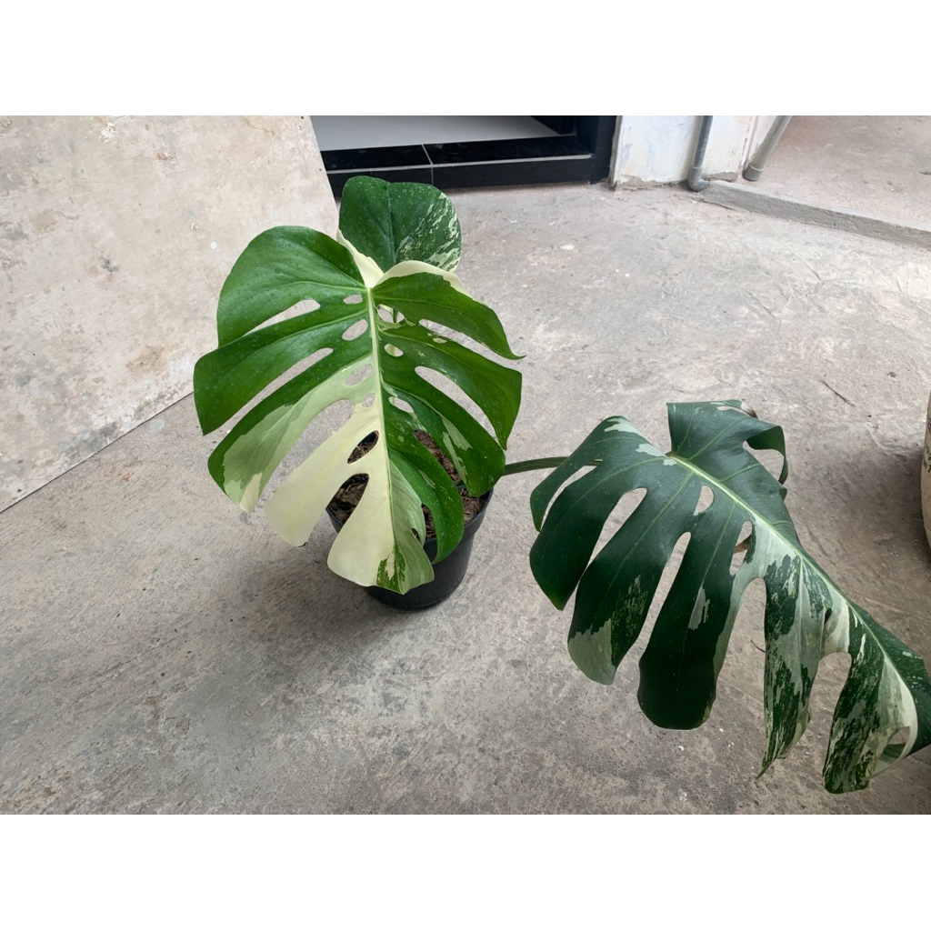 monstera marble