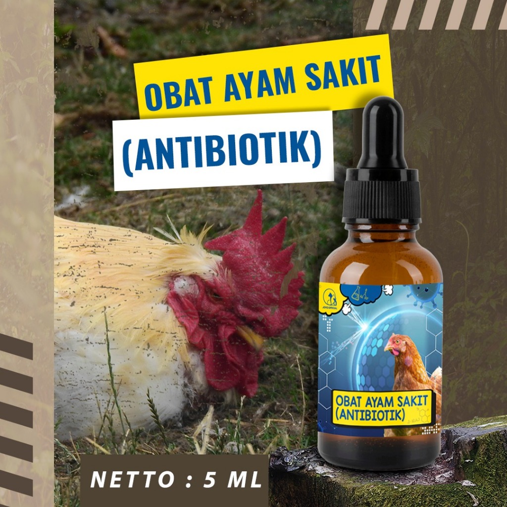 OBAT AYAM SAKIT (ANTIBIOTIK) | METABOLISME | SERUM ANTIBIOTIK | AYAM LESU | AYAM KURANG AKTIF | AYAM