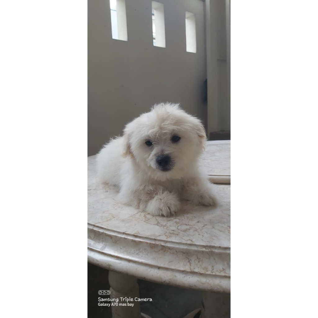 Anjing Puppy Maltese x Pomeranian