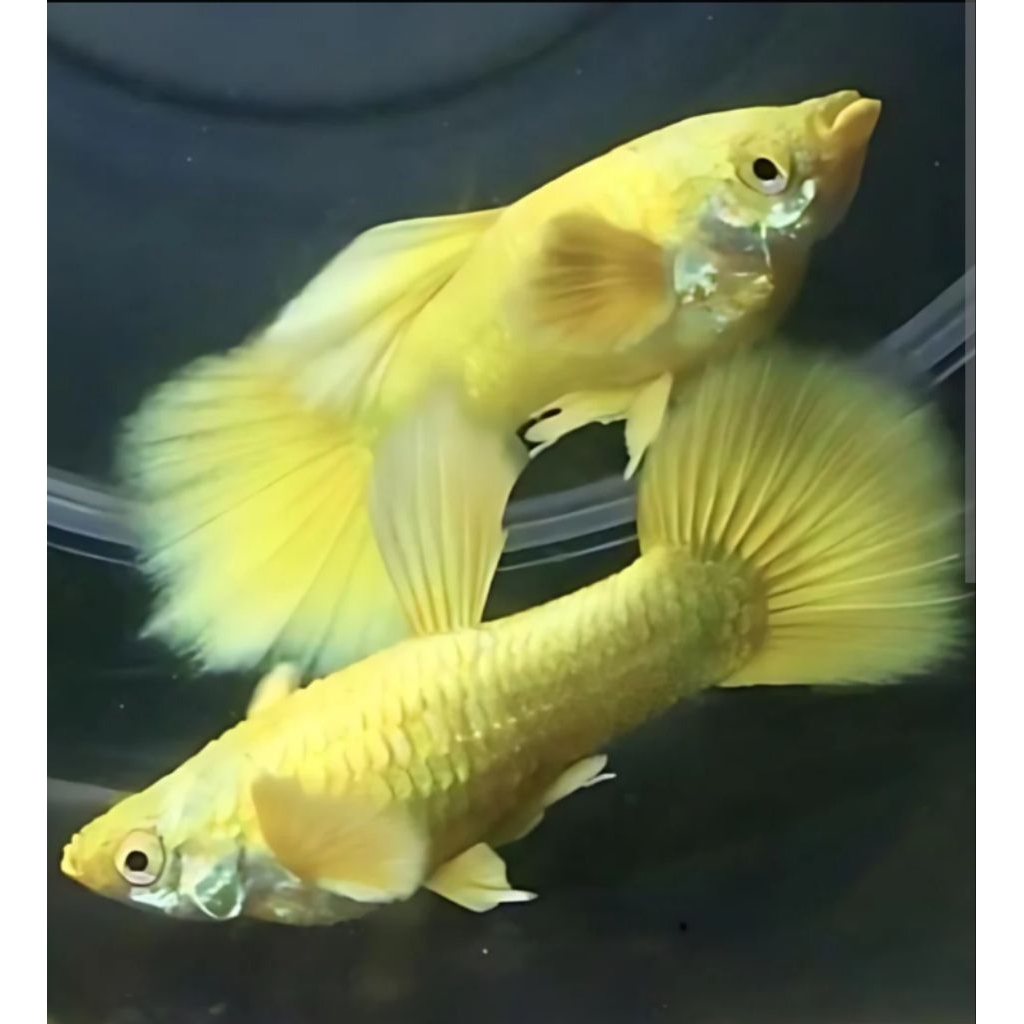 Terlaris, Guppy full gold ikan hias air tawar
