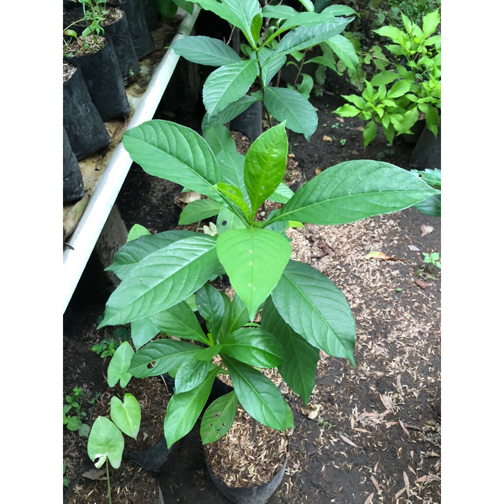 Tanaman Kaki Gajah /  Baobab