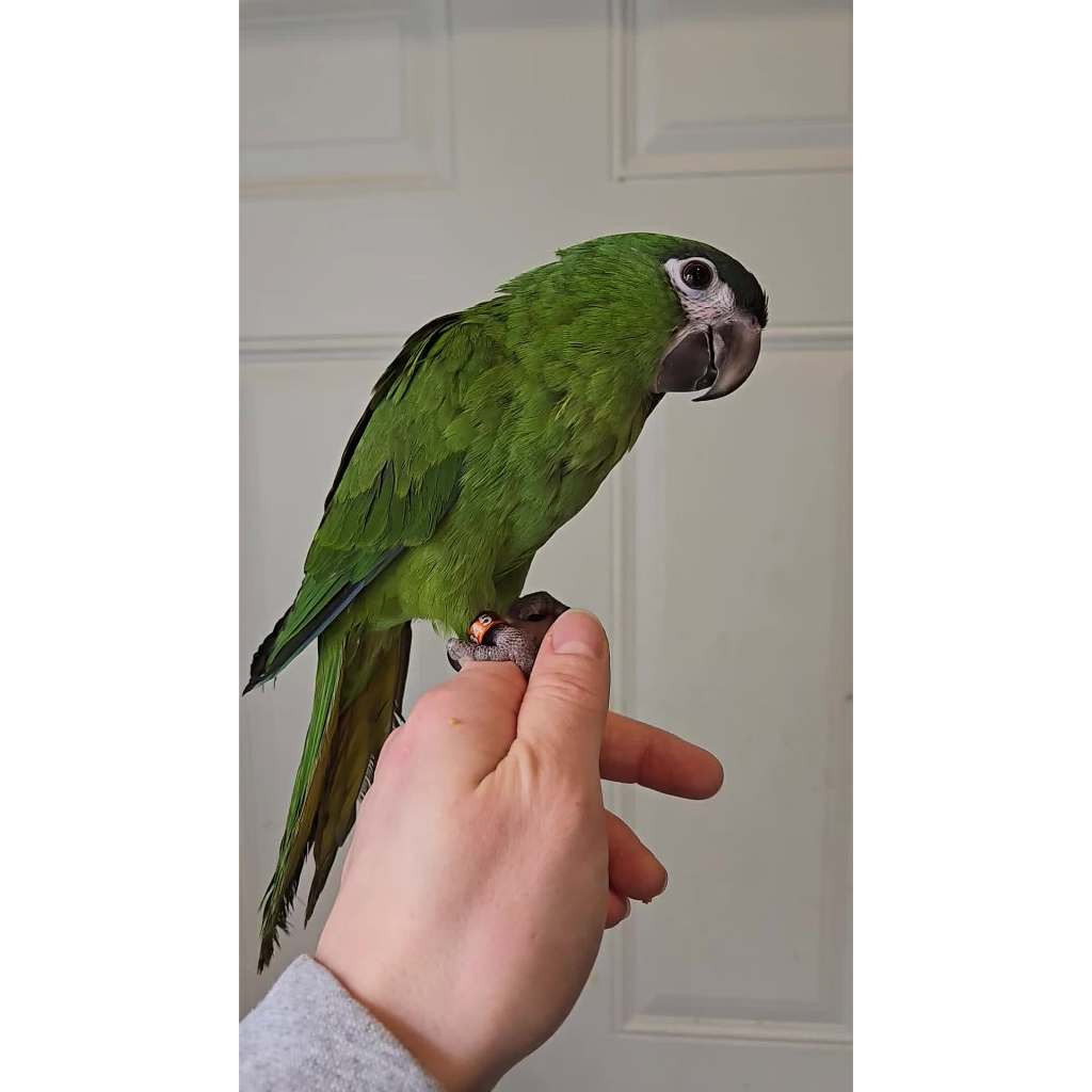 Burung Hans Macau Jinak Total Bounding Skill FTM FF Pilihan