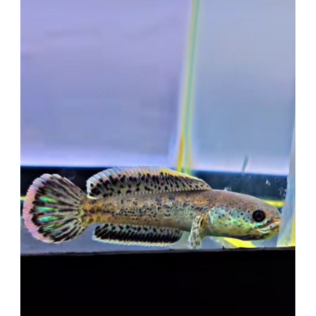 channa limbata WC Buterfly 5-9cm (Unik)