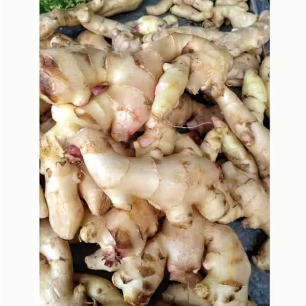 Jahe Gajah Muda Asli Segar 1 kg