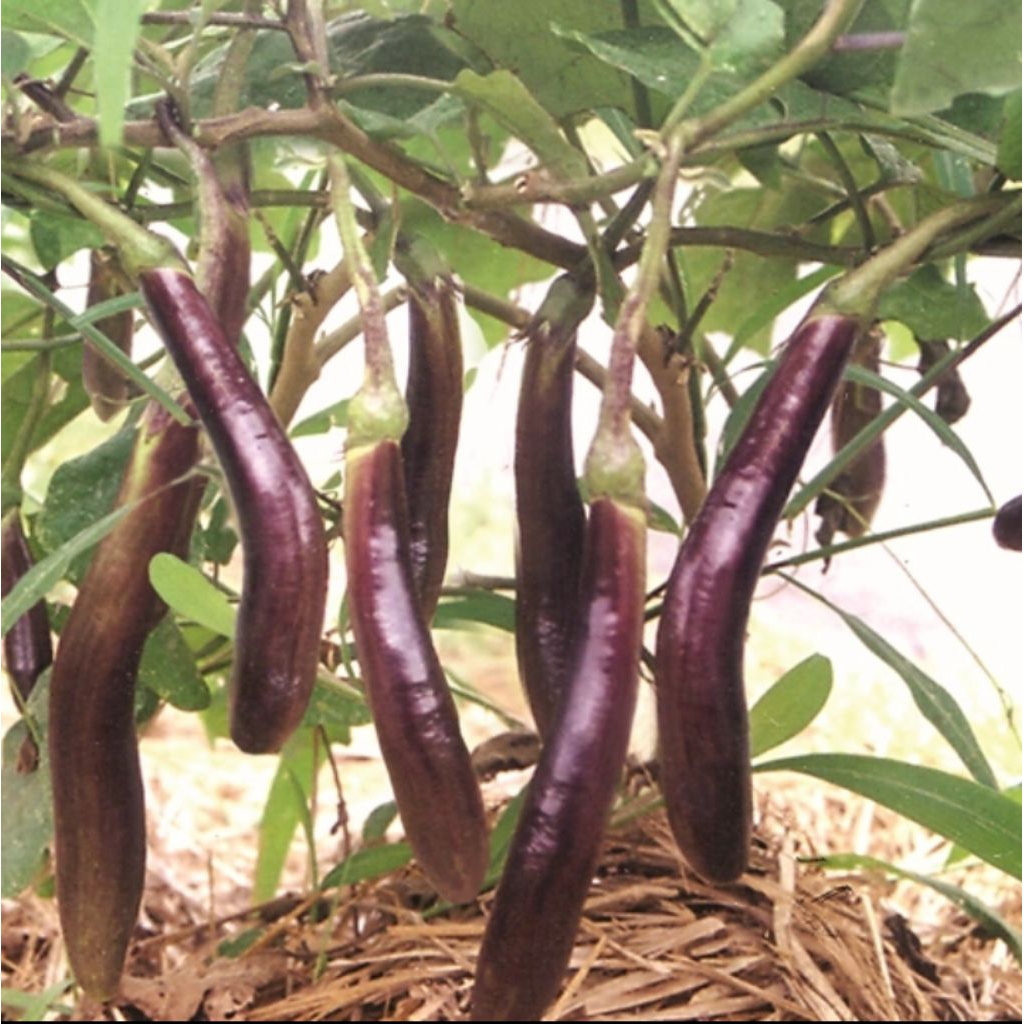 20 biji benih terong ungu welut f1 hibrida