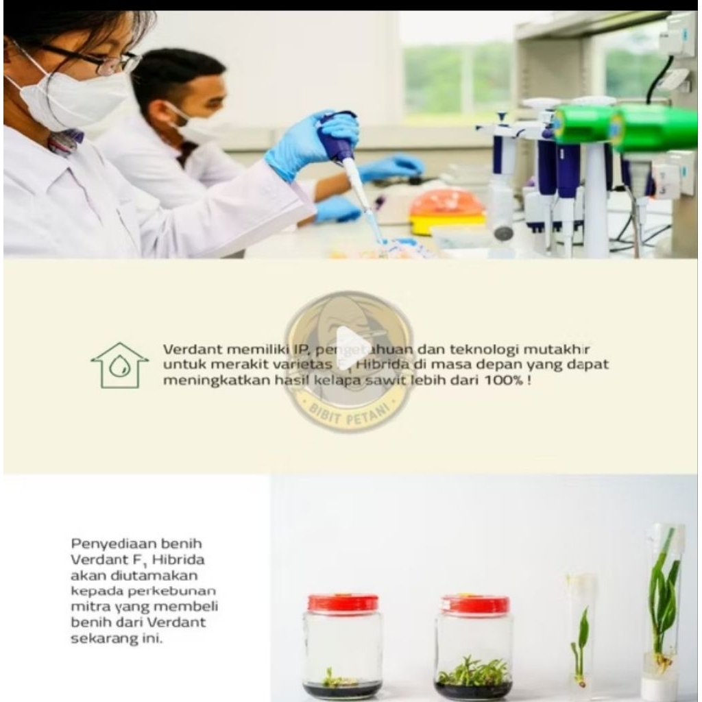 KECAMBAH SAWIT VERDANT SELECT DURA BERSETIFIKAT