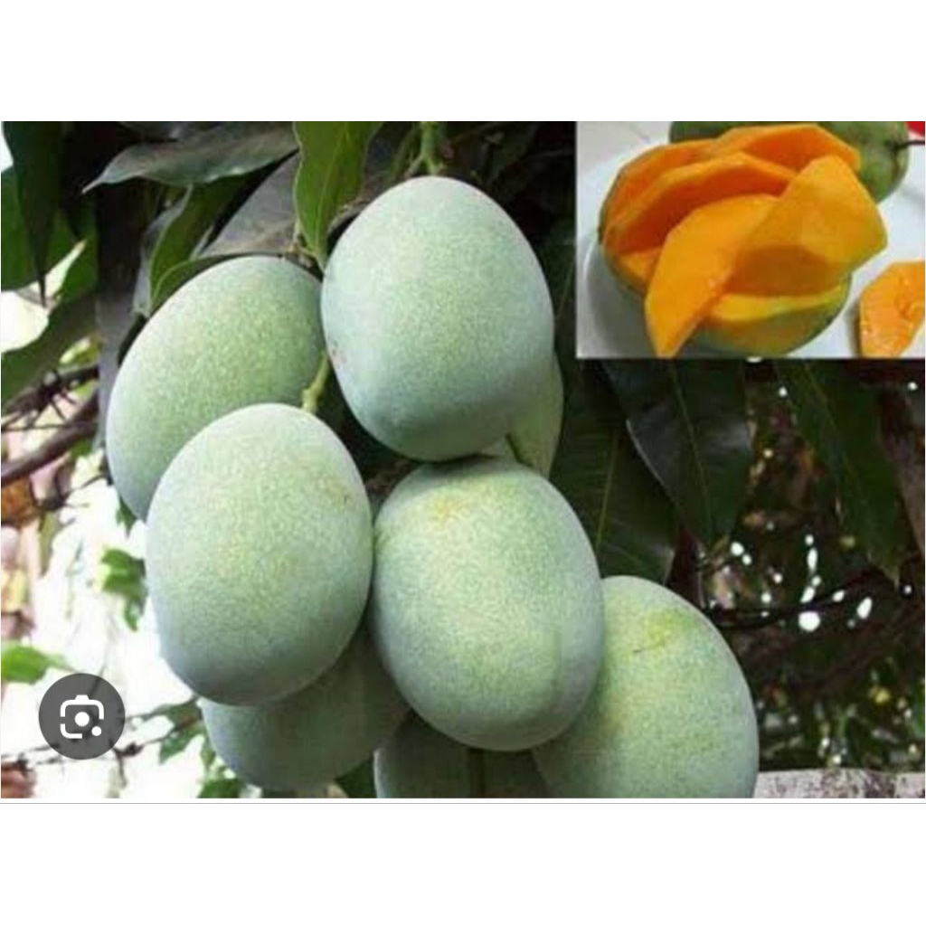 MANGGA MANALAGI SUPER MANIS