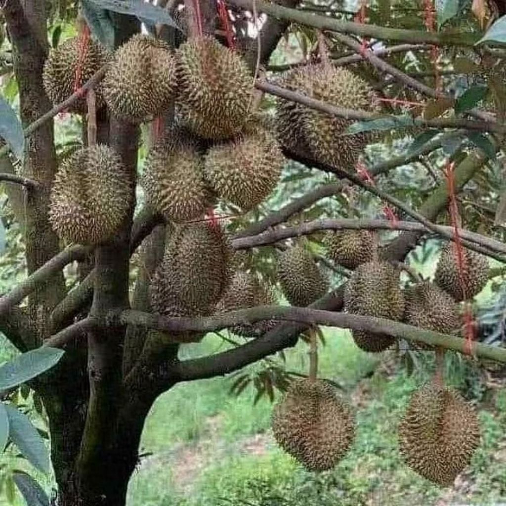 Bibit Durian Bawor Okulasi Asli, Tahan Panas & Cepat Berbuah