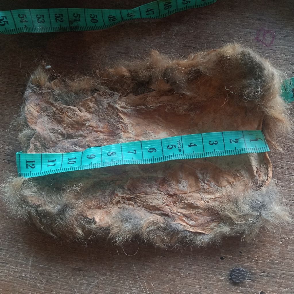 bulu Kukang api asli