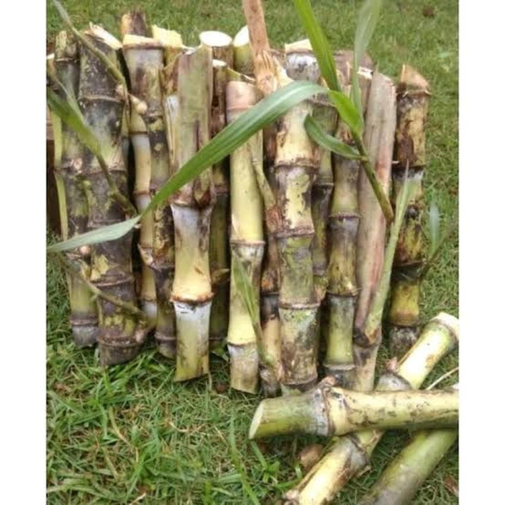 bibit benih terubuk /terubuk endog tiwu telor tebu