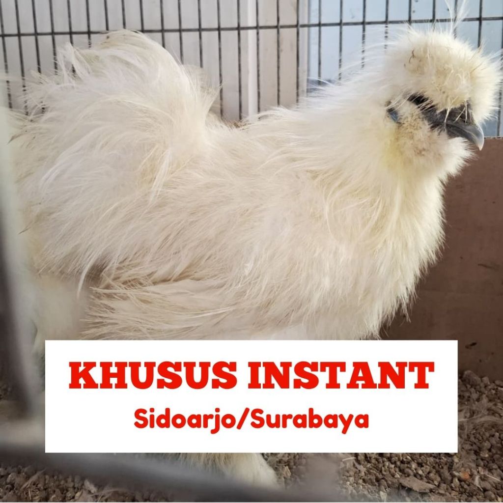 Ayam American Silkie pacek / indukan Jantan