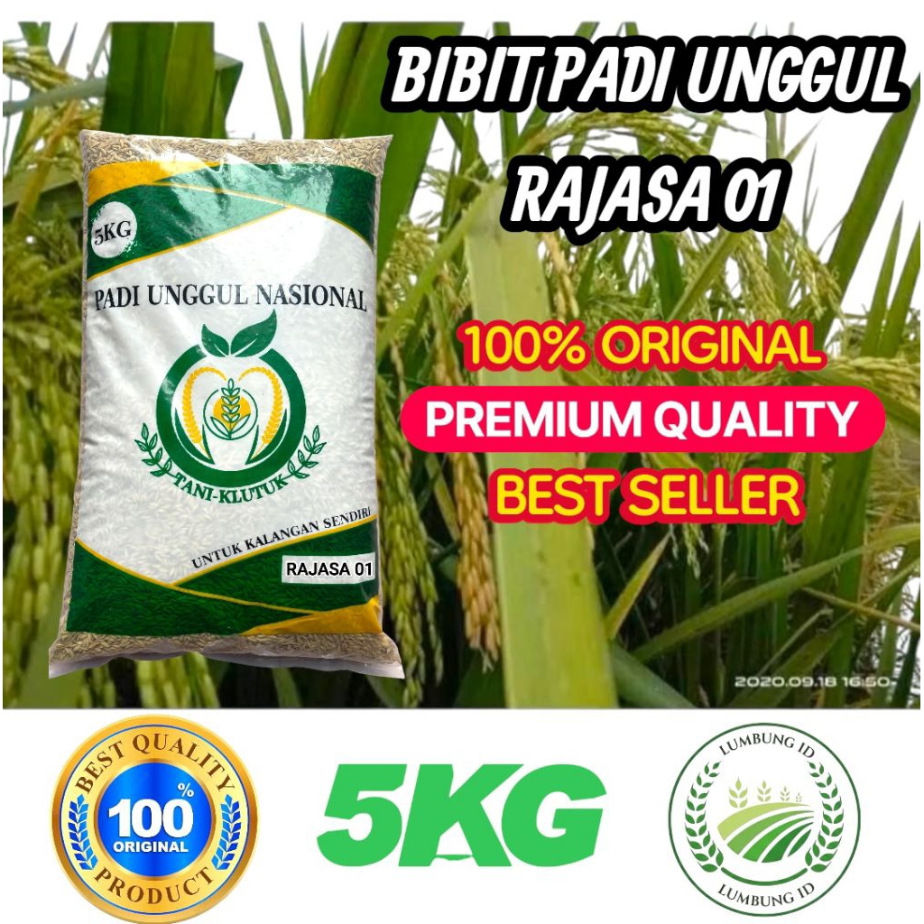 benih padi bibit padi unggul  RAJASA 01 PREMIUM kemasan 5kg