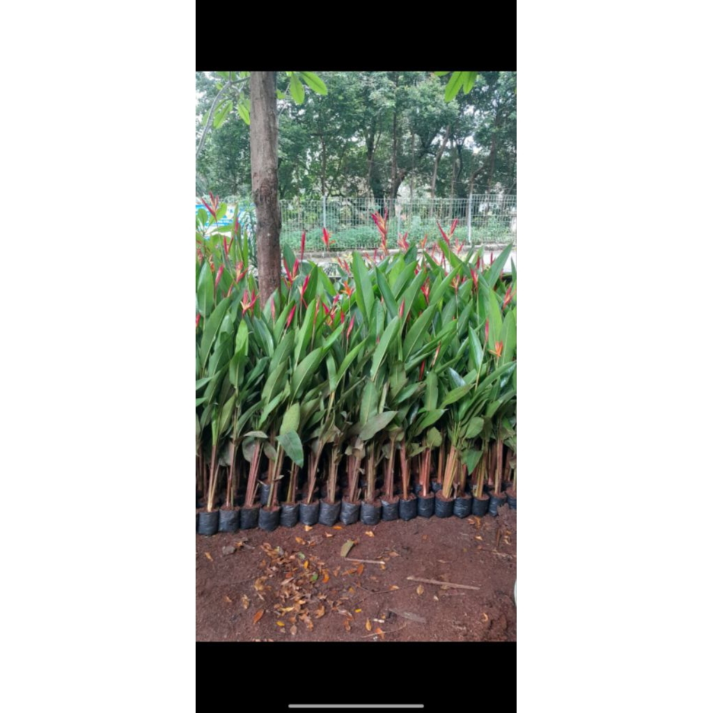 Tanaman hias heiconia merah/tanaman pisang-pisangan
