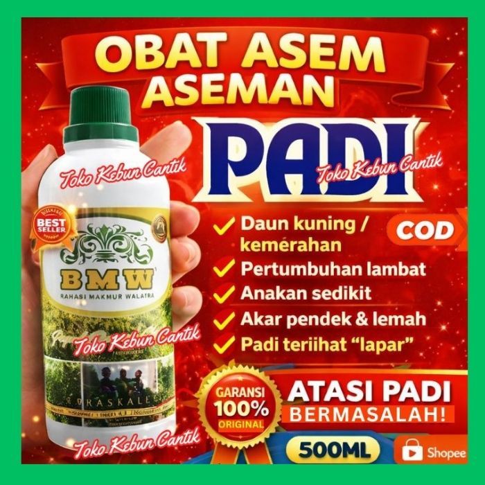 POC BMW Pupuk Padi Sawah Rawa Asam | Atasi Asem-Aseman & Padi Kuning