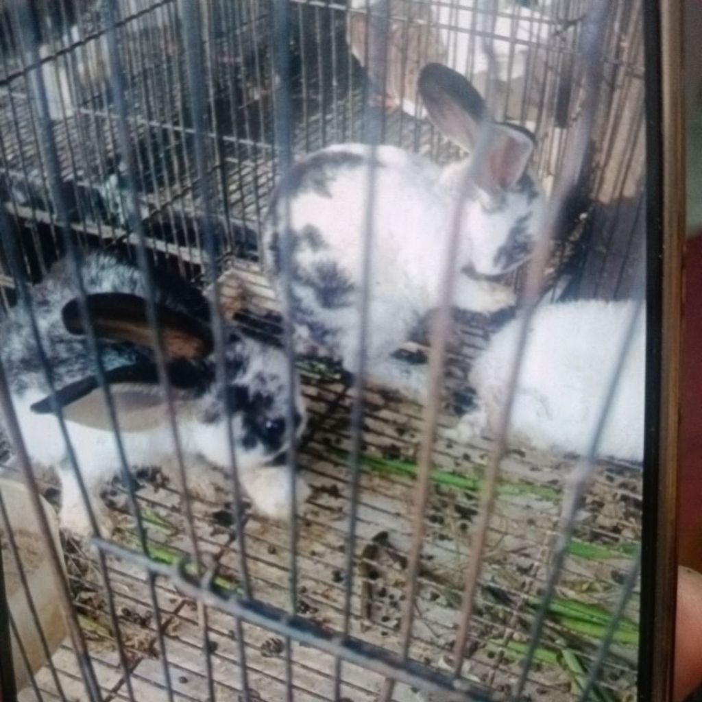 Kelinci bulu karpet/rex