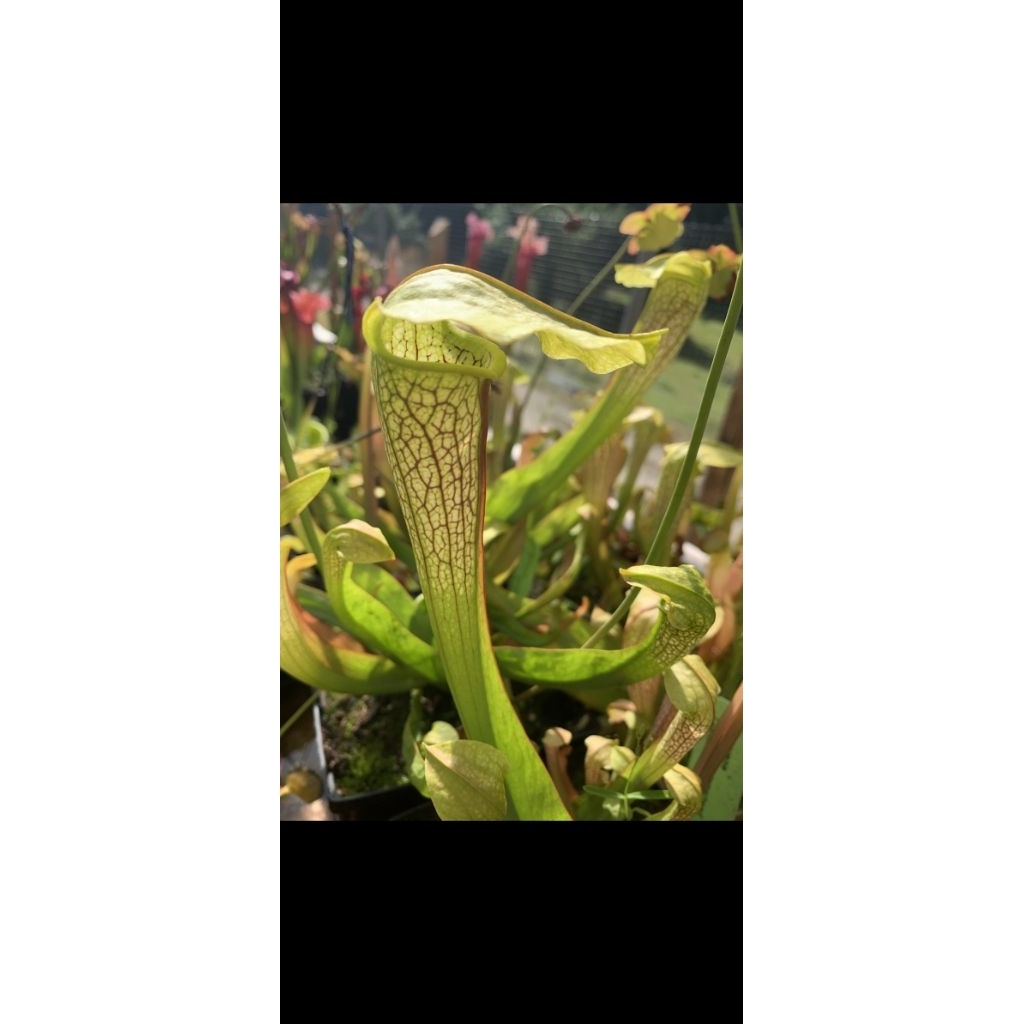 Sarracenia hummer x hummer head