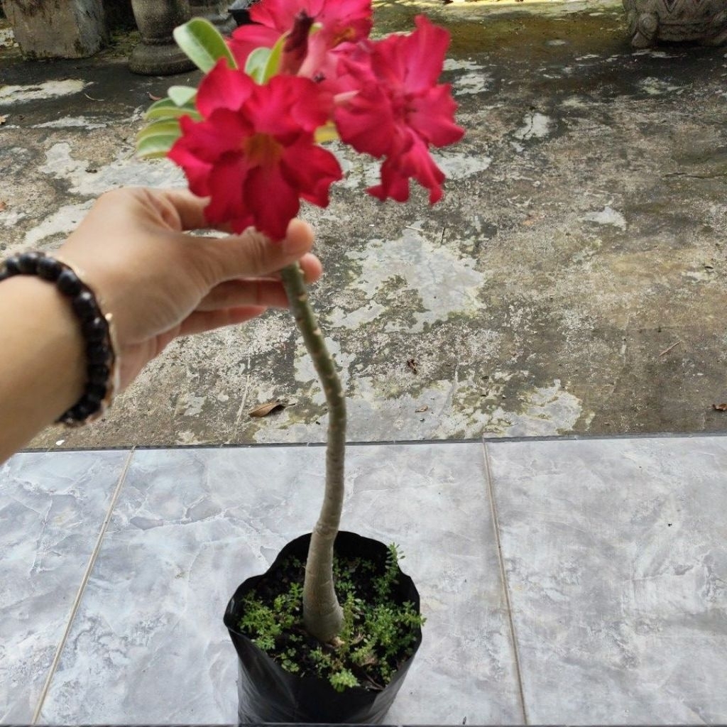 Adenium tumpuk ori
