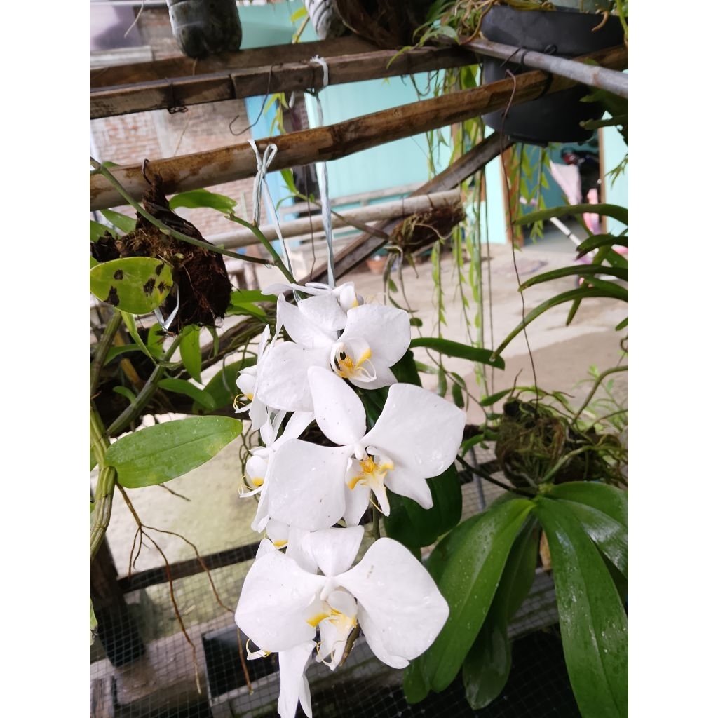 #anggrek bulan putih#anggrek bulan