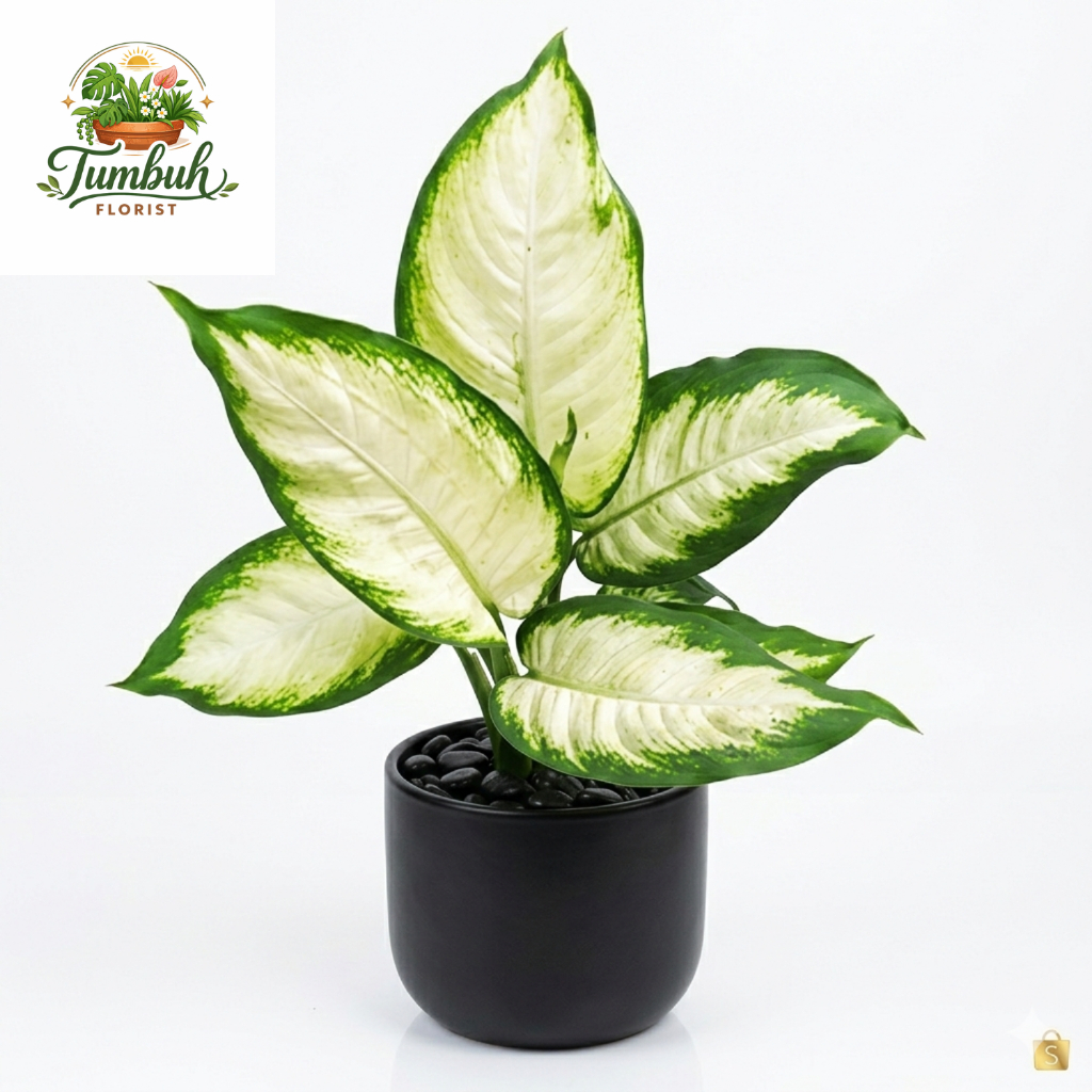 Tanaman Hias Aglonema Diven Tisu  White Putih Blanceng Tisu Hidup Murah Cantik