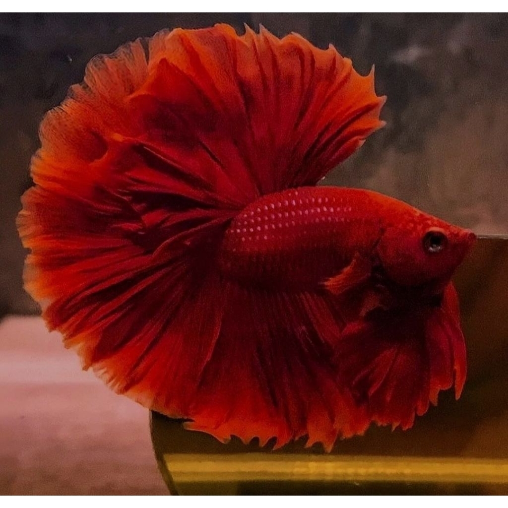 hiasan akuarium CUPANG HM RED ukuran L