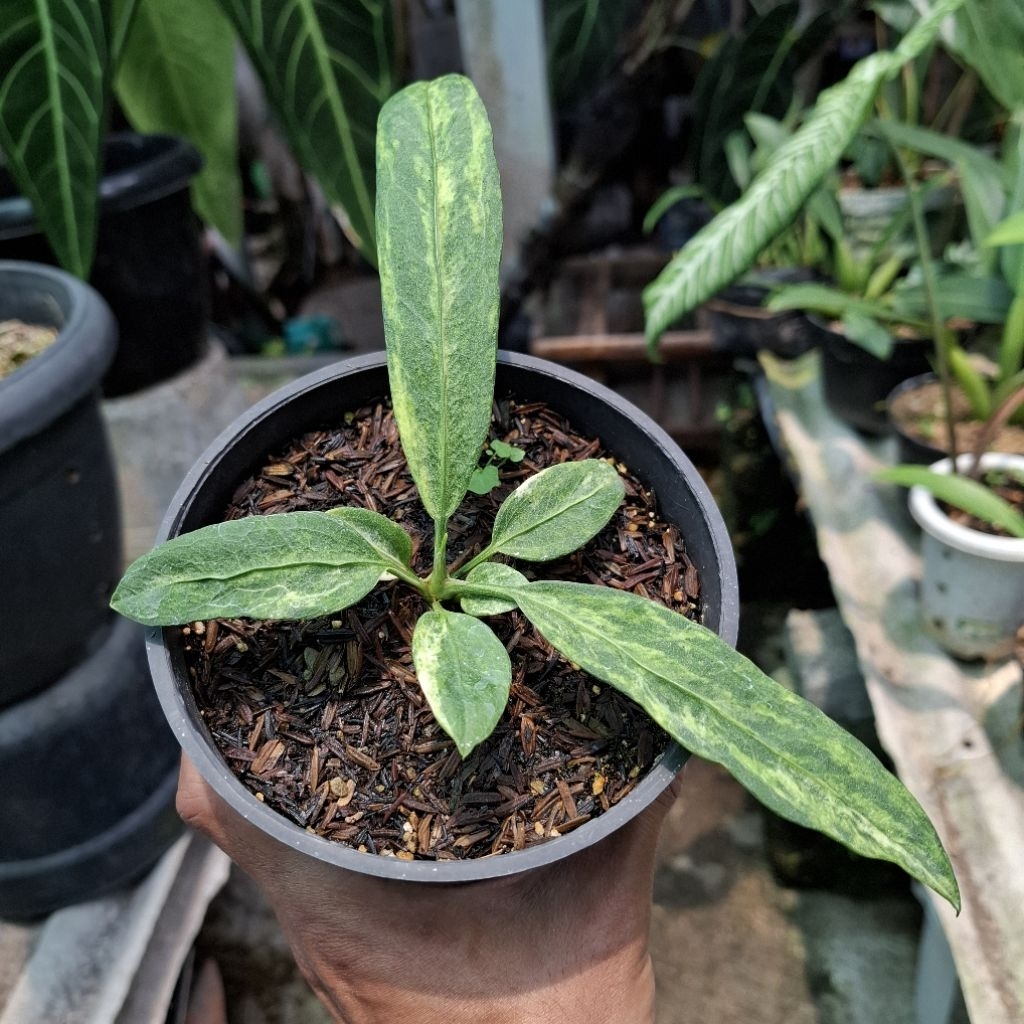Tanaman Hias Anthurium Vittarifolium Variegata/ Anthurium Dasi Variegata