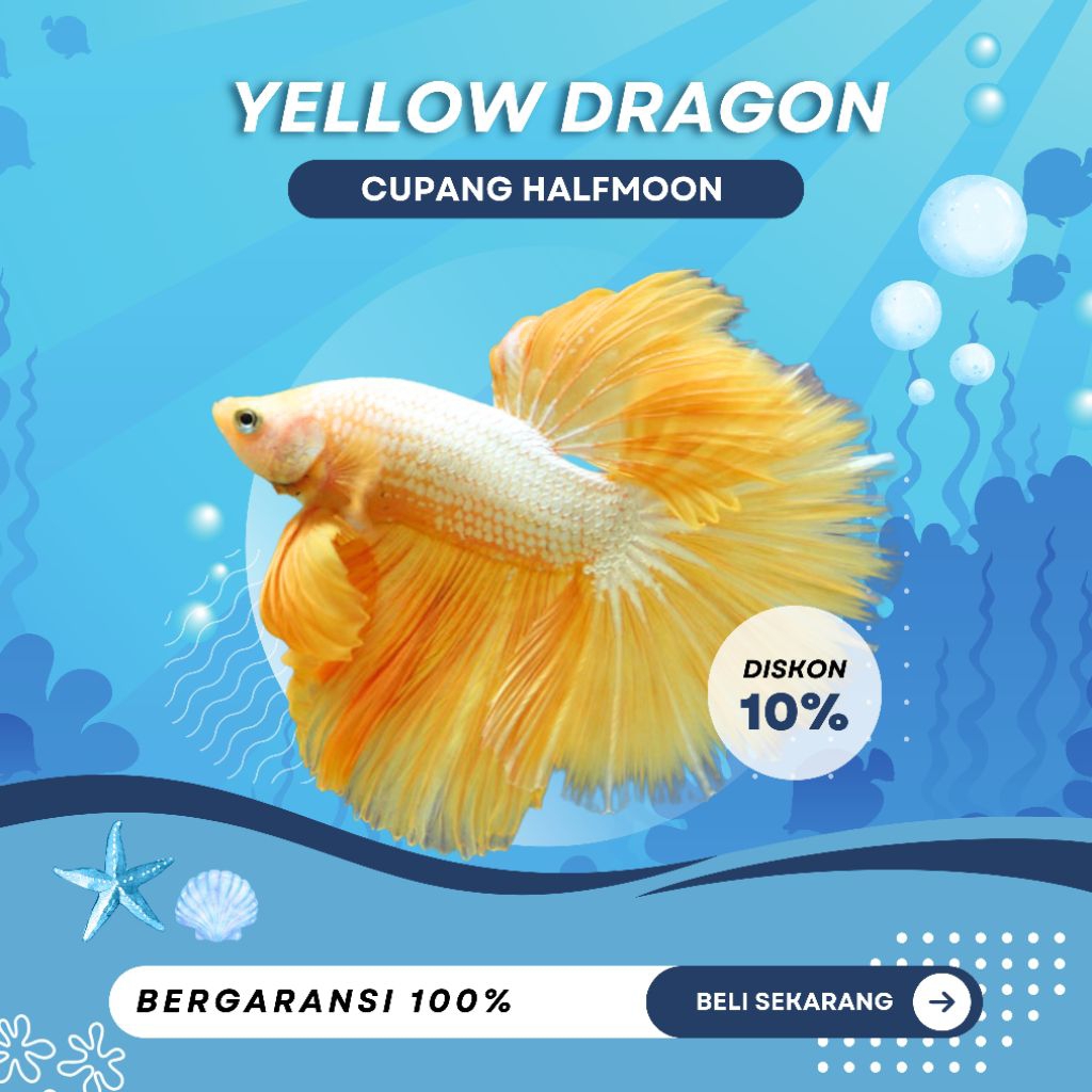 Cupang Halfmoon Yellow Dragon - BARU|BERGARANSI|TOPGRADE|MURAH|CUPANGUNIK