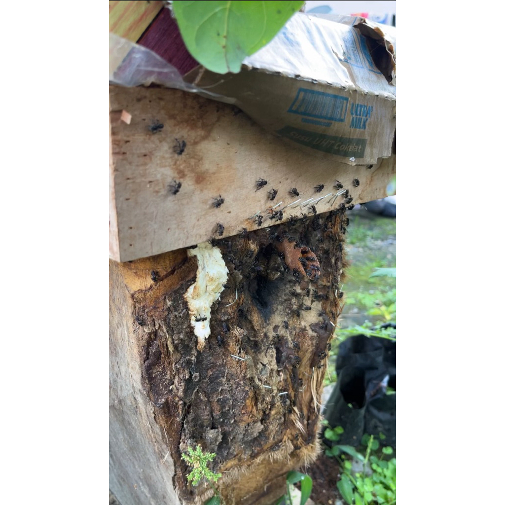 Log toping trigona itama / klenceng / kelulut