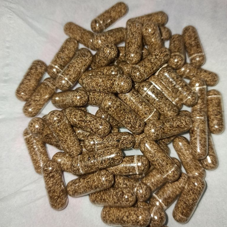 Telur Kutu Air Moina Macrocopa Untuk Pembiakan