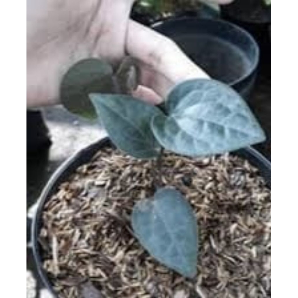 Bibit sirih hitam asli pegunungan