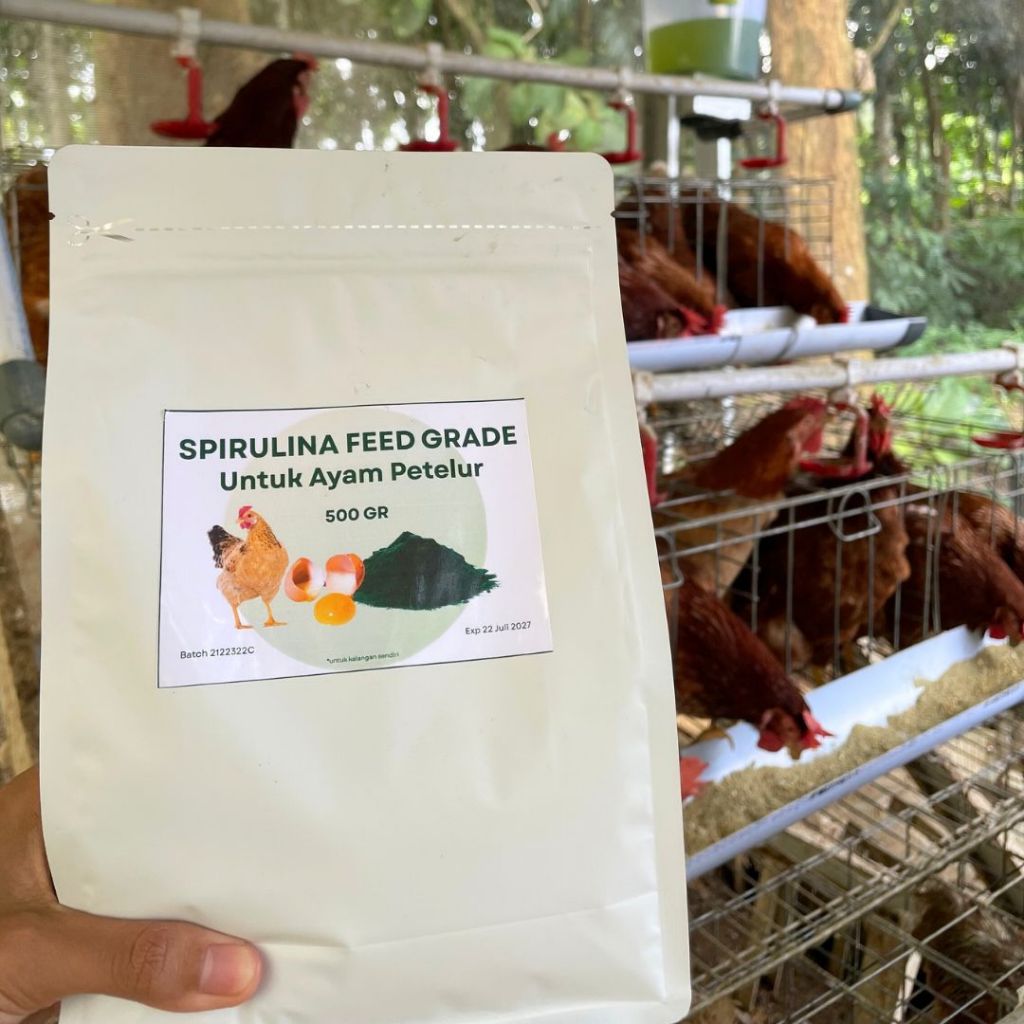 Spirulina Powder 500gr Suplemen Pakan Ayam Petelur Meningkatkan Kualitas Telur