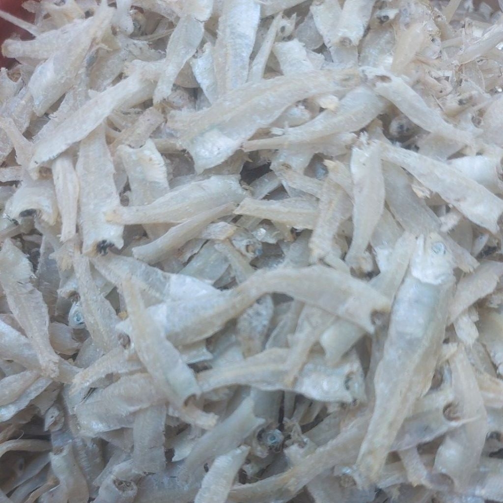 Ikan Teri Gepeng atau Ikan Peto