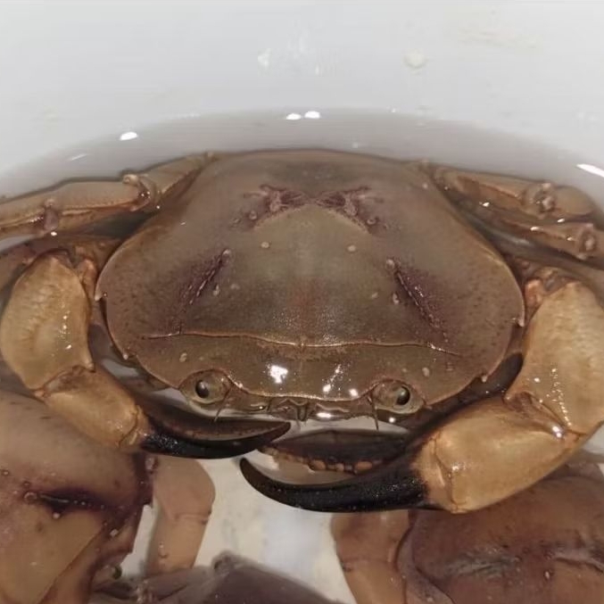 Kepiting / yuyu sawah