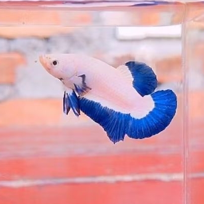 ikan cupang blue rim male size S++