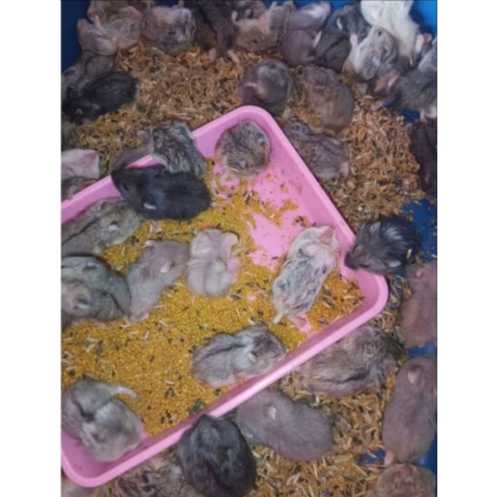 hamster cambel - hamster campbell - hamster lucu