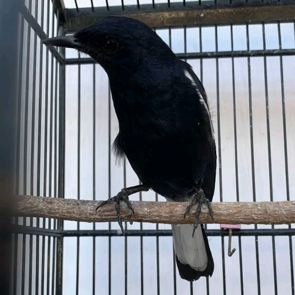 Kacer dada hitam jantan Jatim pilihan bahan rawatan