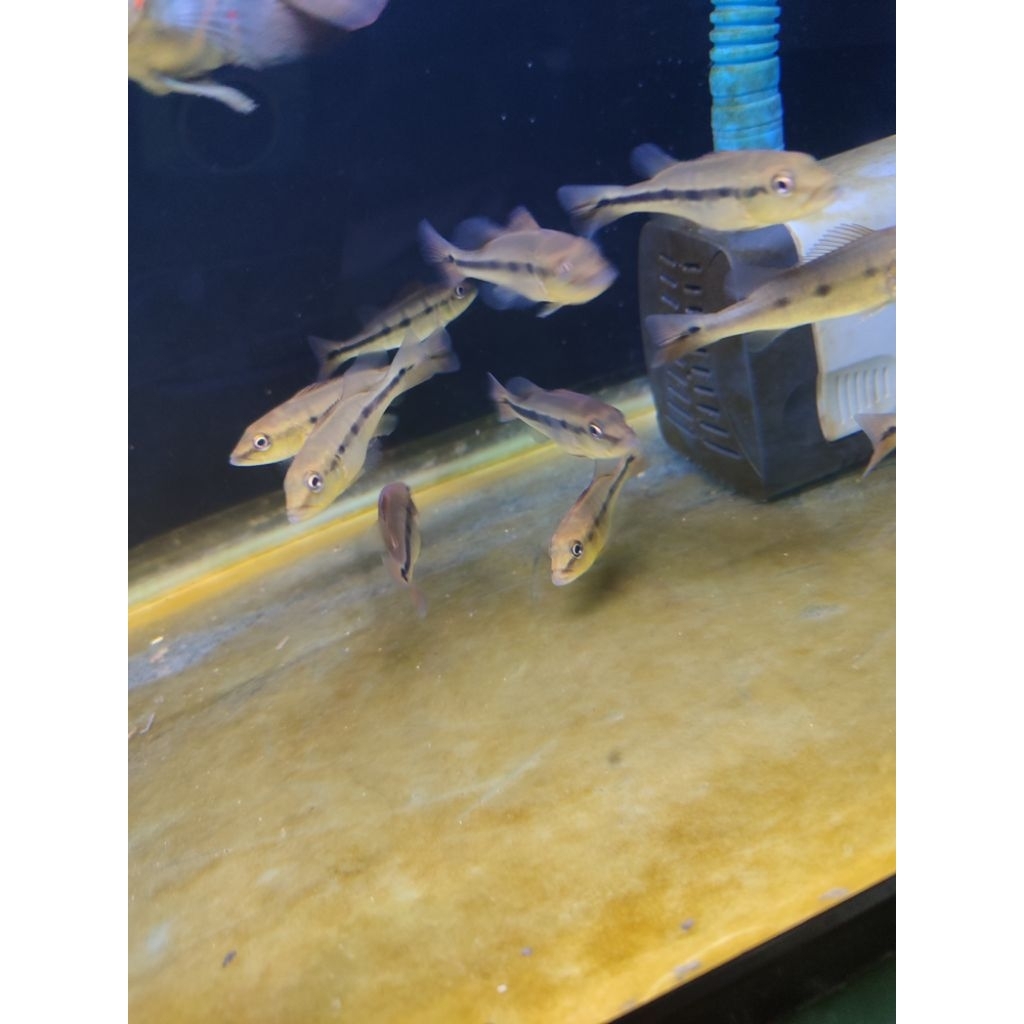 mainan ikan pbass fogo 7-8 cm full pelet