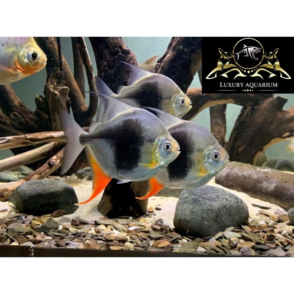 Myleus Blackberry 10cm - Ikan Hias Pembersih Kotoran Aquarium