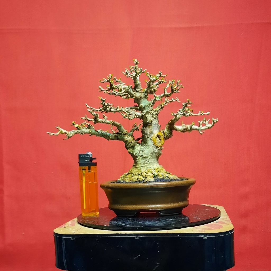 bonsai anput mame