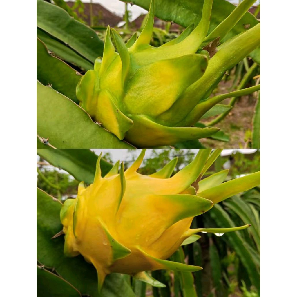 Bibit buah naga kuning golden