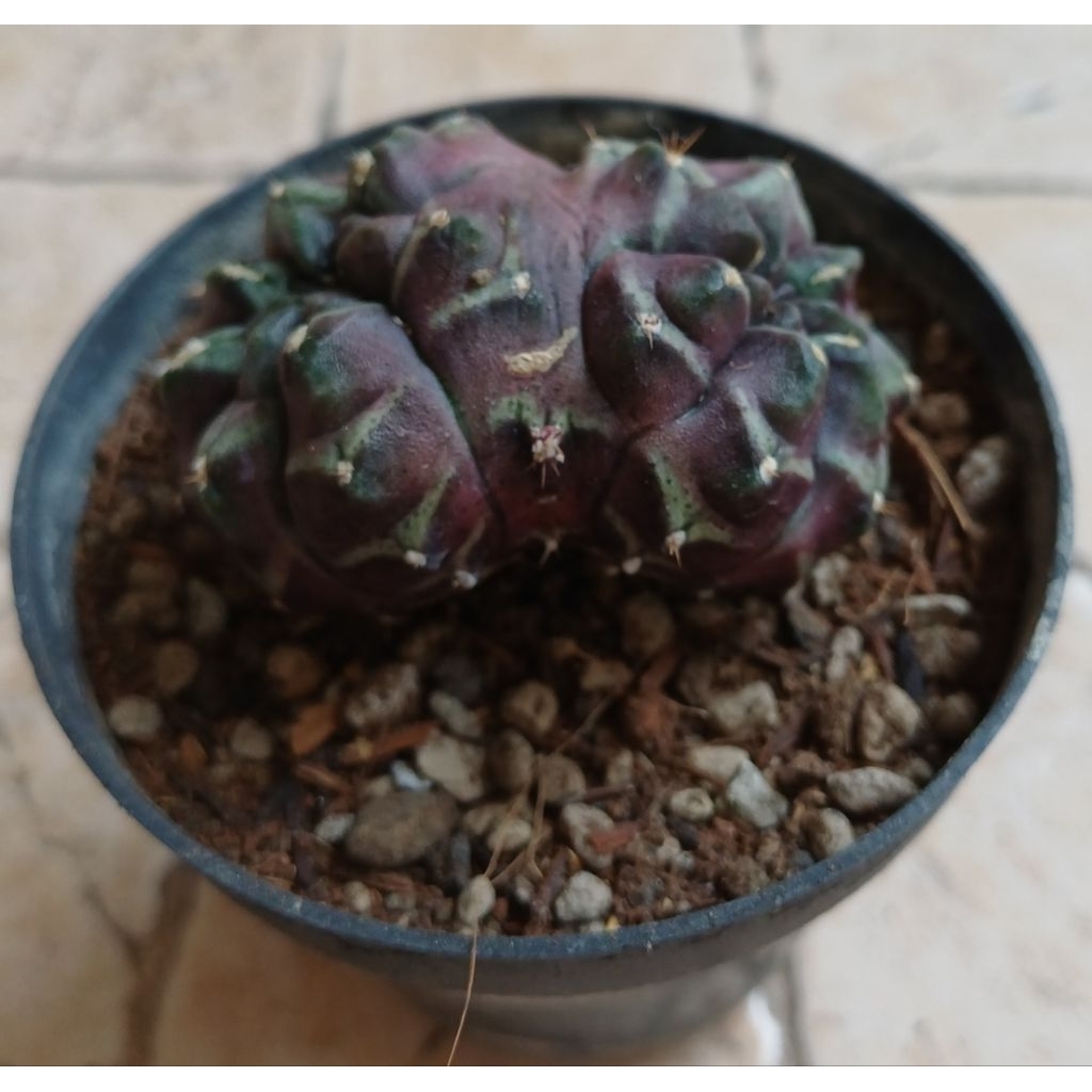 Gymno Daydream Doublehead