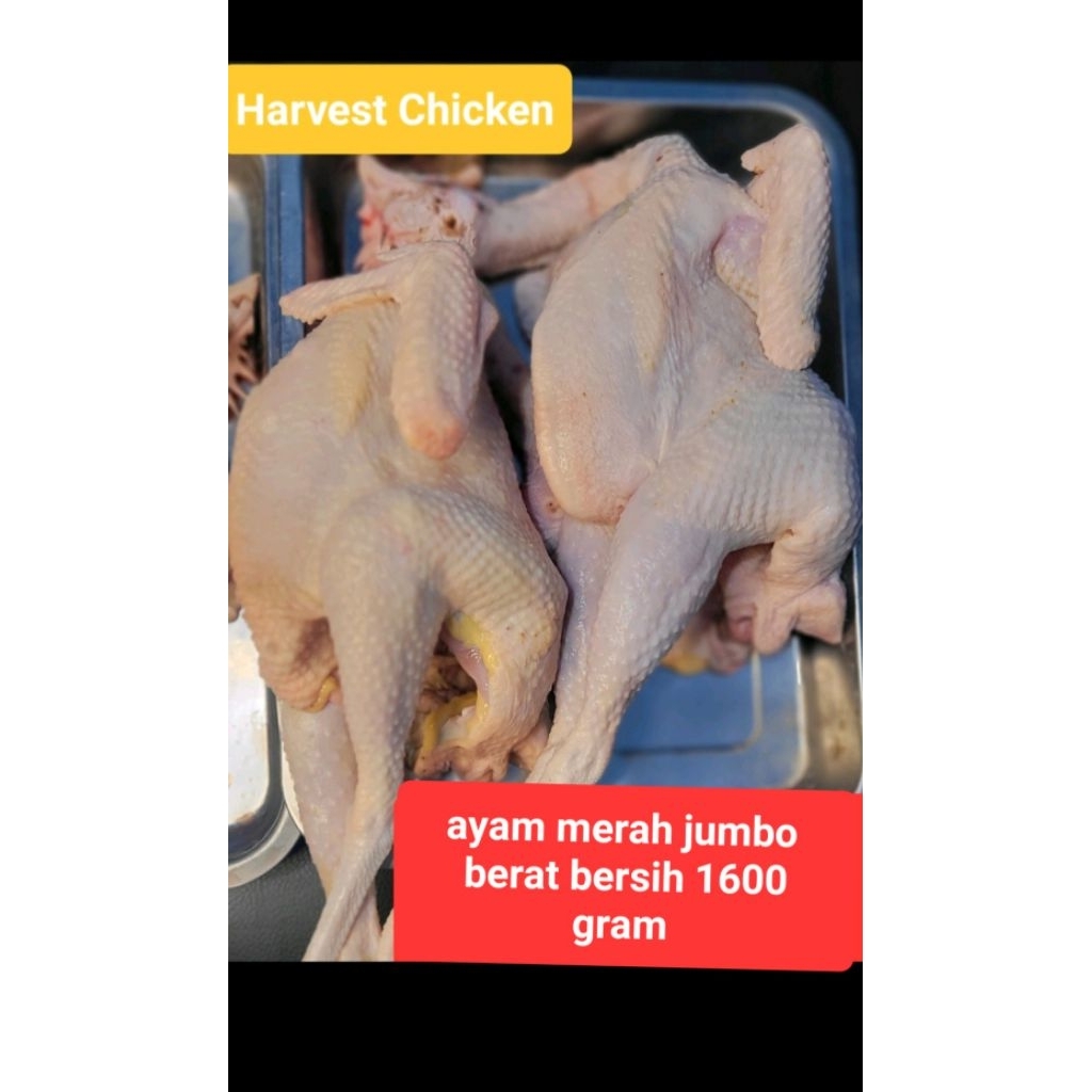 Ayam Merah utuh  1.2 1.4 kg  | Ayam Petelur tua afkir | Bahan soto sop kaldu
