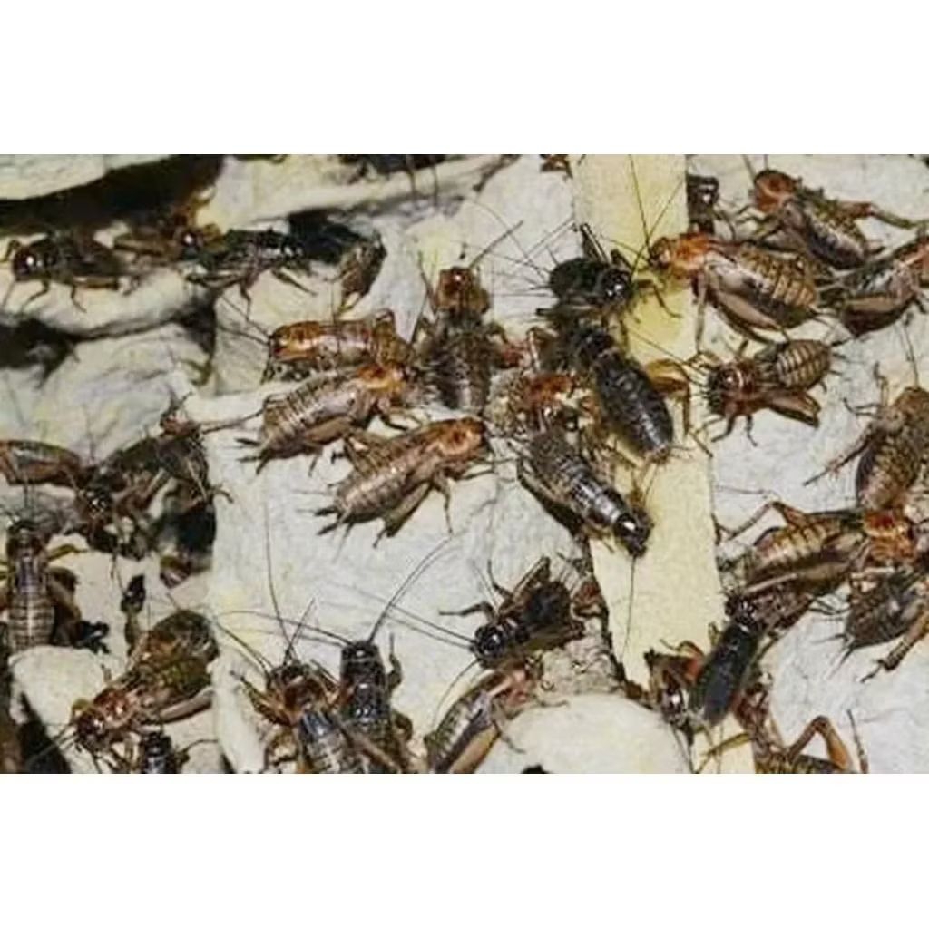 jangkrik pakan burung