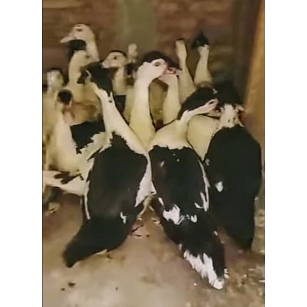 Entok Jantan udah bisa kawin