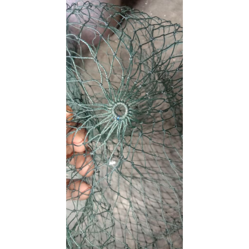 Koja ikan panjang 1 meter di jamin kuat