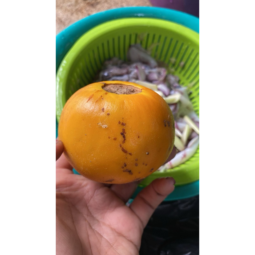 Terong Asam Barabai Fresh