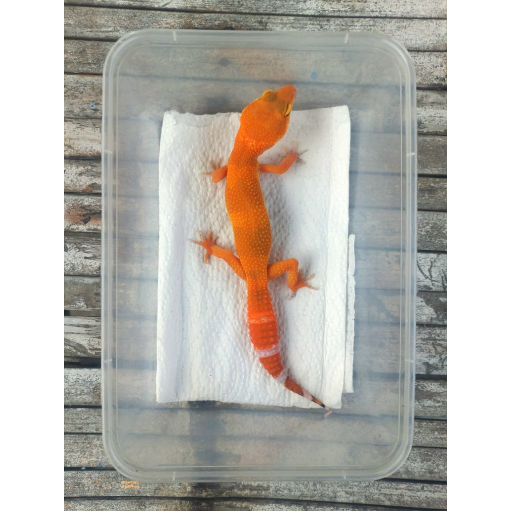 MAINAN GECKO SHTCTB MERAH ADULT SESUAI FOTO