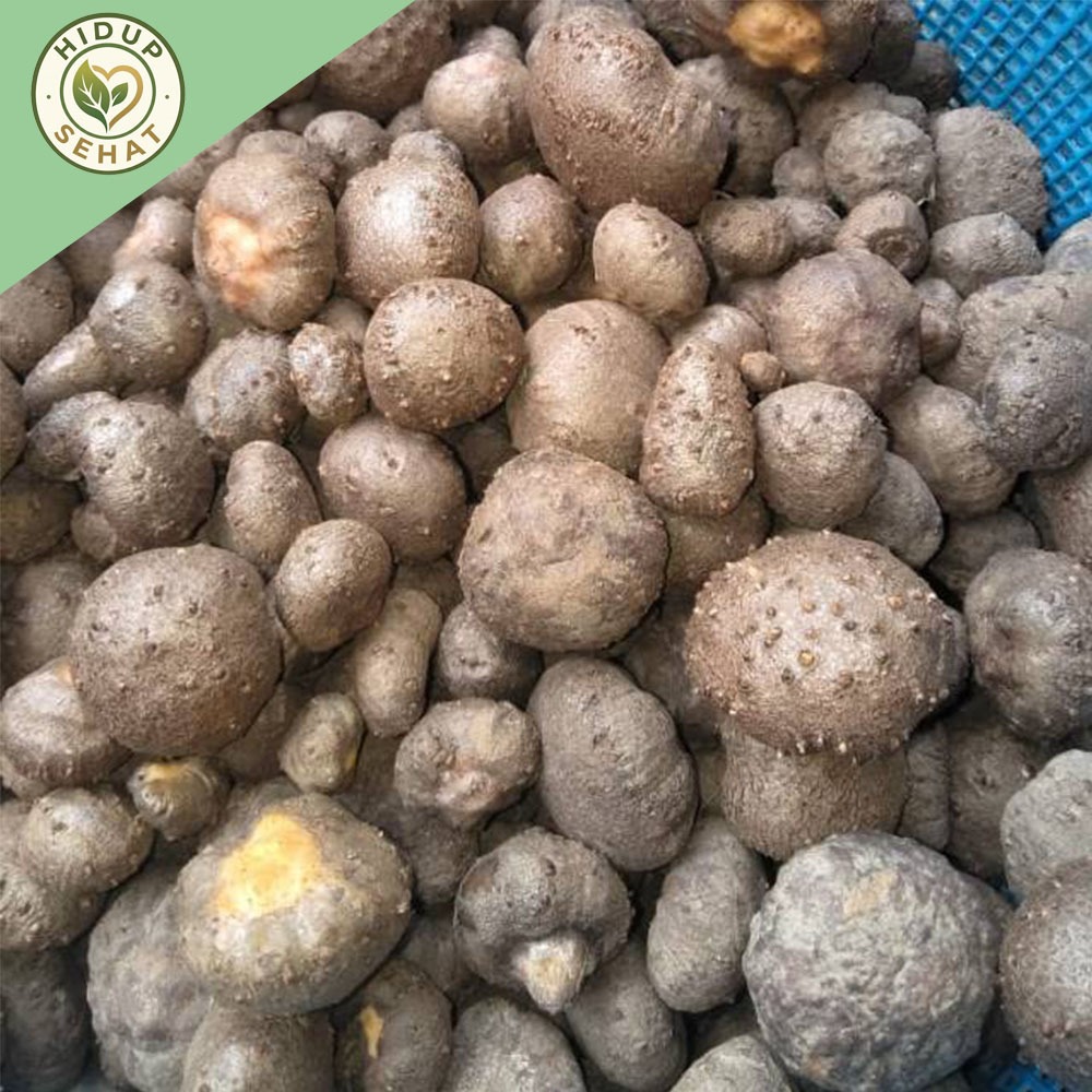 PromoPROMO SPESIAL Bibit Katak Porang Super Unggul 100-200 biji Siap Tanam | 100% Dorman & Anti Jamu