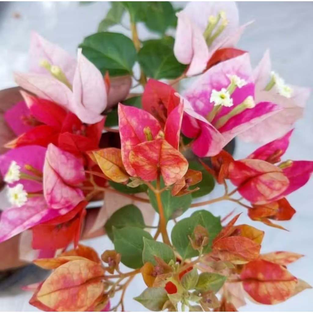 bugenvil golden rao(orian)